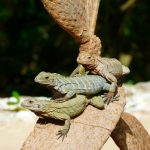 beach-tree-nature-animal-country-wildlife-1159909-pxhere.com