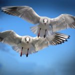 coast-bird-wing-sky-white-animal-752484-pxhere.com