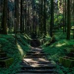 japan-shrine-green-stairs-nature-vegetation-1446949-pxhere.com
