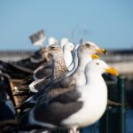 water-bird-dock-pier-seabird-wildlife-556894-pxhere.com